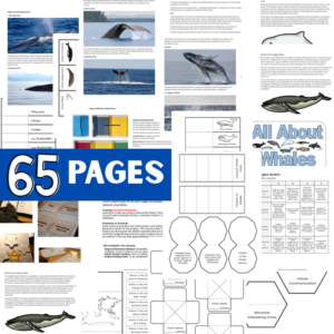 Z 31 Whales Interactive a