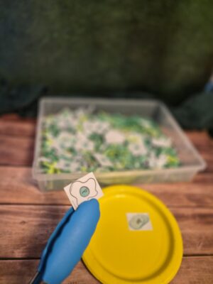Serve up CVC Words