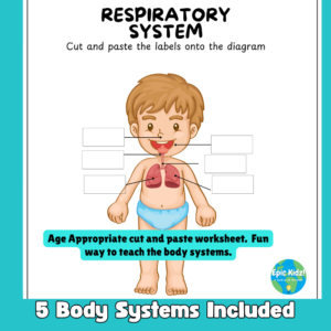 body systems front (1)