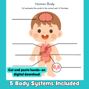 body systems front (2)