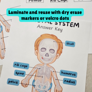 body systems front (3)