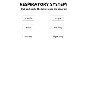 body systems front (4)