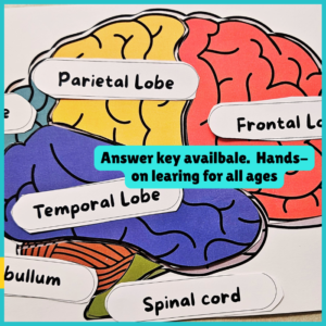 brain (2)